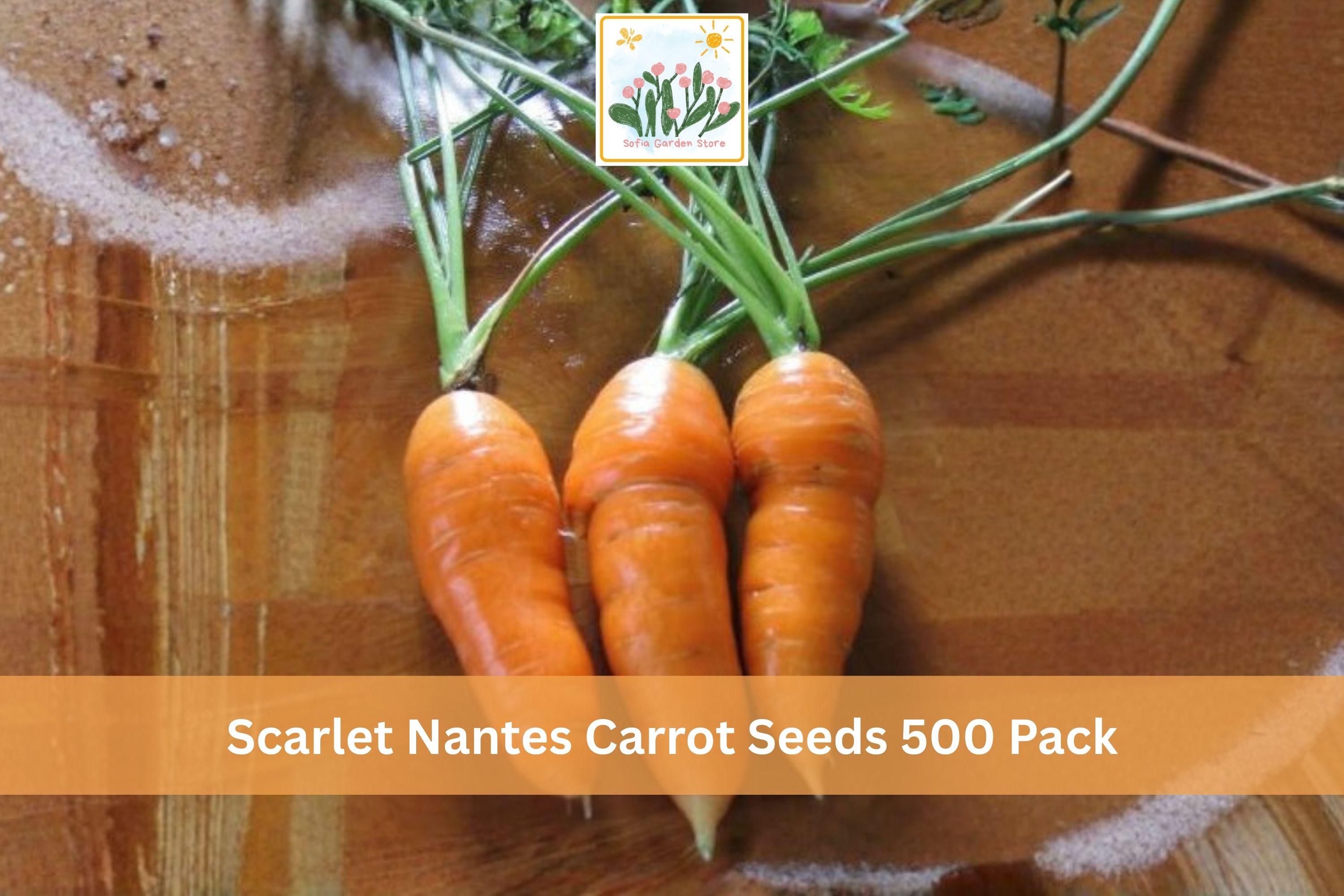 Scarlet Nantes Carrot Seeds 500 Pack – Daucus carota Subsp. sativus, Root Vegetable, Orange Cylindrical Roots
