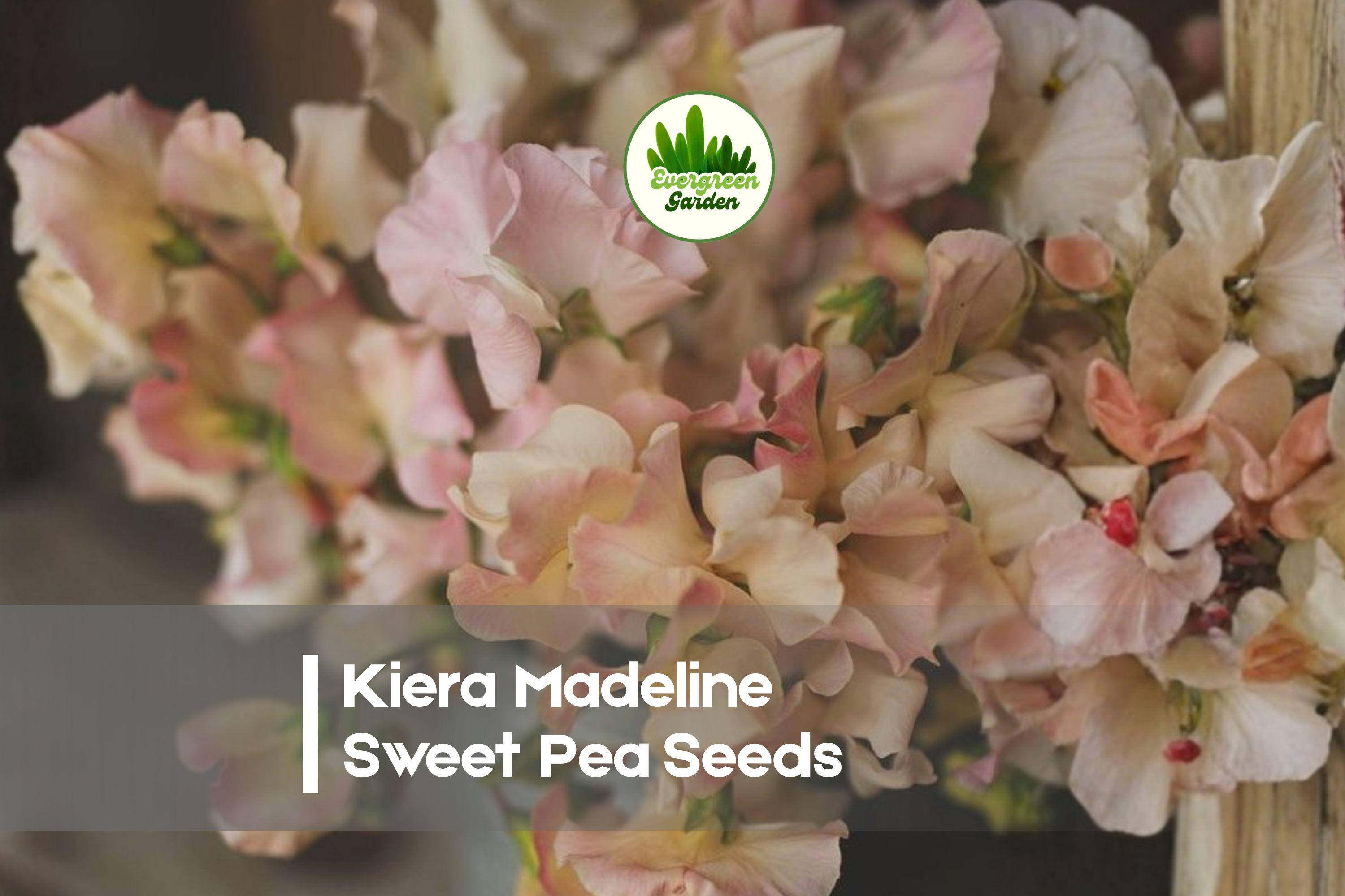 Kiera Madeline Sweet Pea Seeds – Pink & Cream Bi-Color Climbing Flower, Fragrant, 50 Seeds, Lathyrus odoratus
