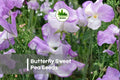 Butterfly Sweet Pea Seeds, Climbing Vine, Pastel Blooms, Lathyrus odoratus, 50 Seeds for Garden, Trellis, Cut Flowers