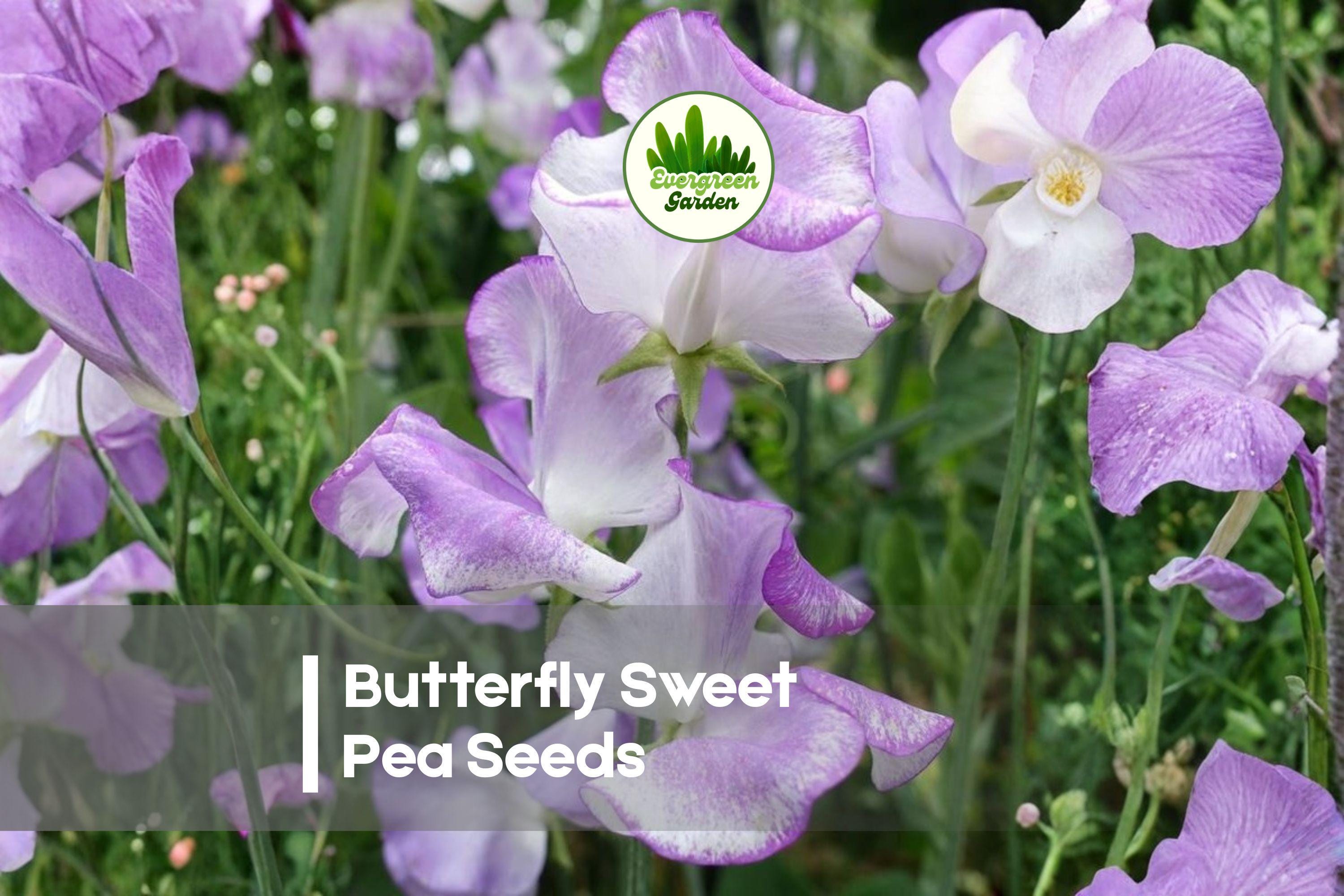 Butterfly Sweet Pea Seeds, Climbing Vine, Pastel Blooms, Lathyrus odoratus, 50 Seeds for Garden, Trellis, Cut Flowers