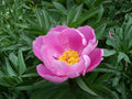 Paeonia lactiflora Seeds – Heirloom Chinese Herbaceous Peony Perennial Flower Garden Plant