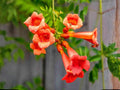 Campsis radicans Seeds – Heirloom Trumpet Creeper Vine, Climbing Flower Garden Seeds, Non-GMO, Vertical Garden, Fences & Trellises