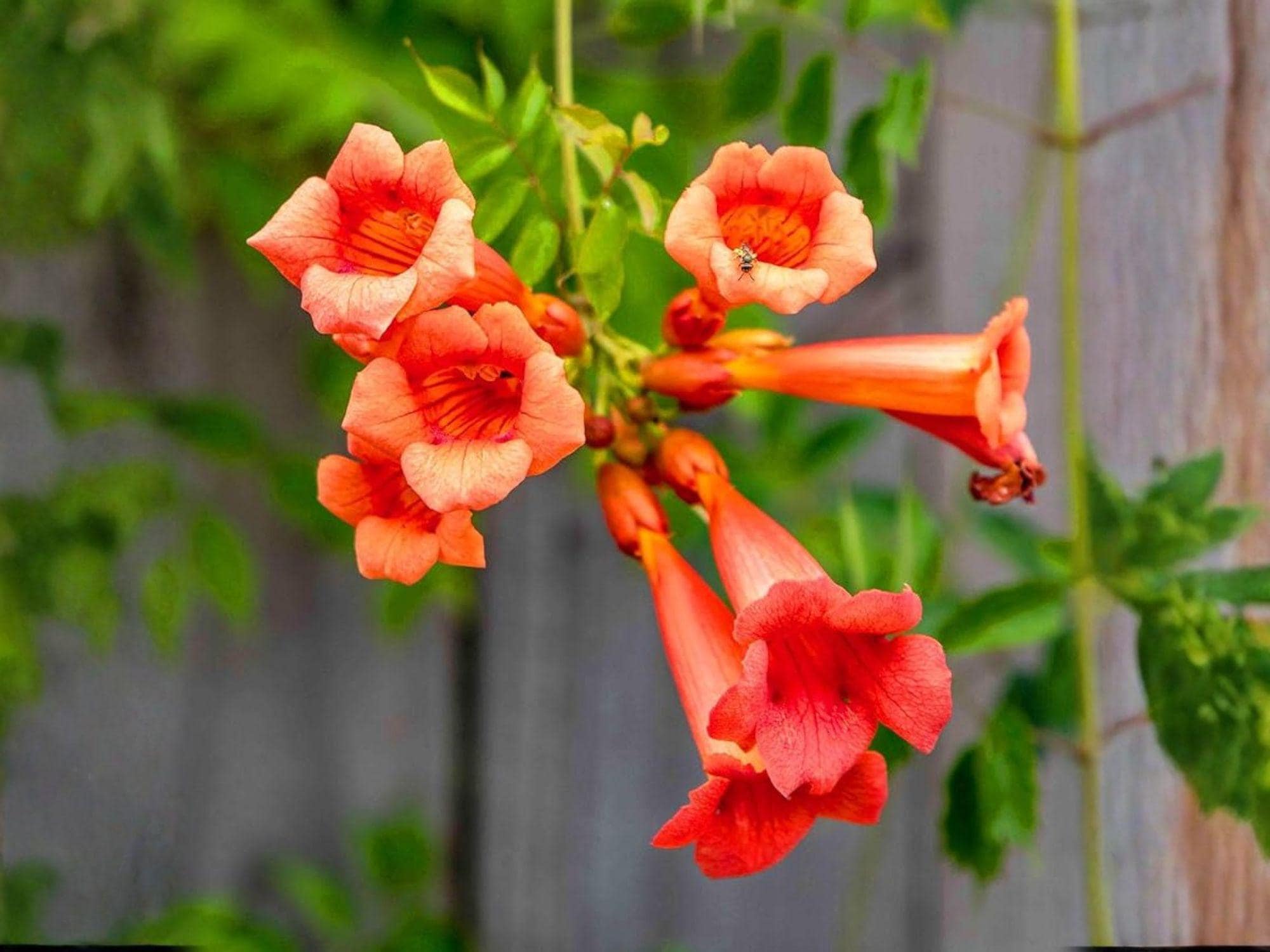 Campsis radicans Seeds – Heirloom Trumpet Creeper Vine, Climbing Flower Garden Seeds, Non-GMO, Vertical Garden, Fences & Trellises