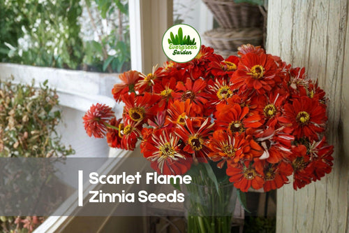 100 Scarlet Flame Zinnia Seeds - Bright Scarlet Red Flowers, Annual, Zinnia elegans, Pollinator & Cut Flower Garden Seeds