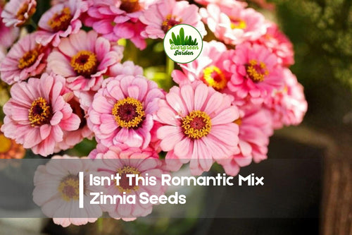 100 Isn't This Romantic Mix Zinnia Seeds – Pastel Flower Seeds for Borders, Pollinator Gardens & Cut Flowers, Zinnia elegans