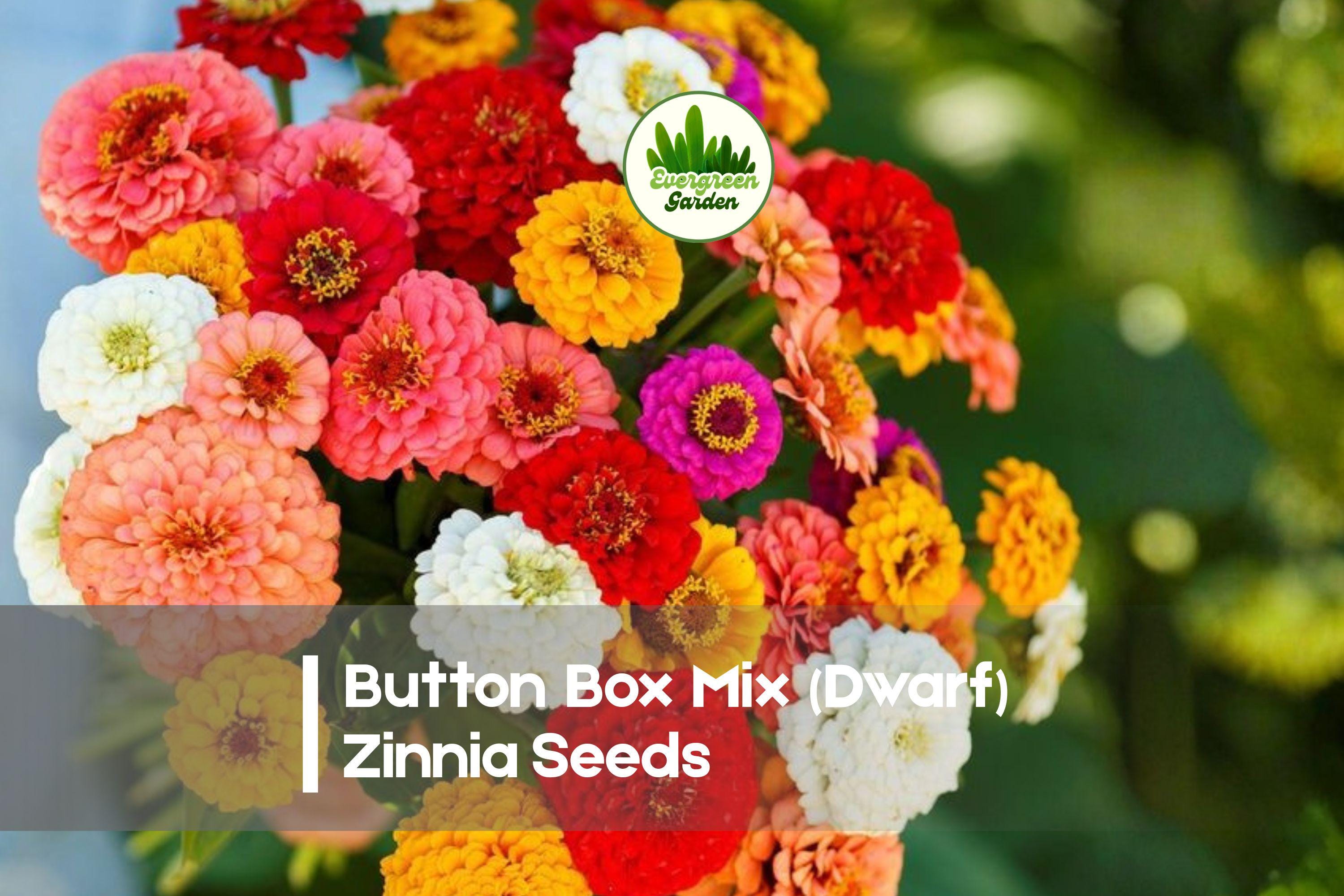 Button Box Mix Dwarf Zinnia Seeds, Zinnia elegans, Bright Colorful Annual for Containers & Borders
