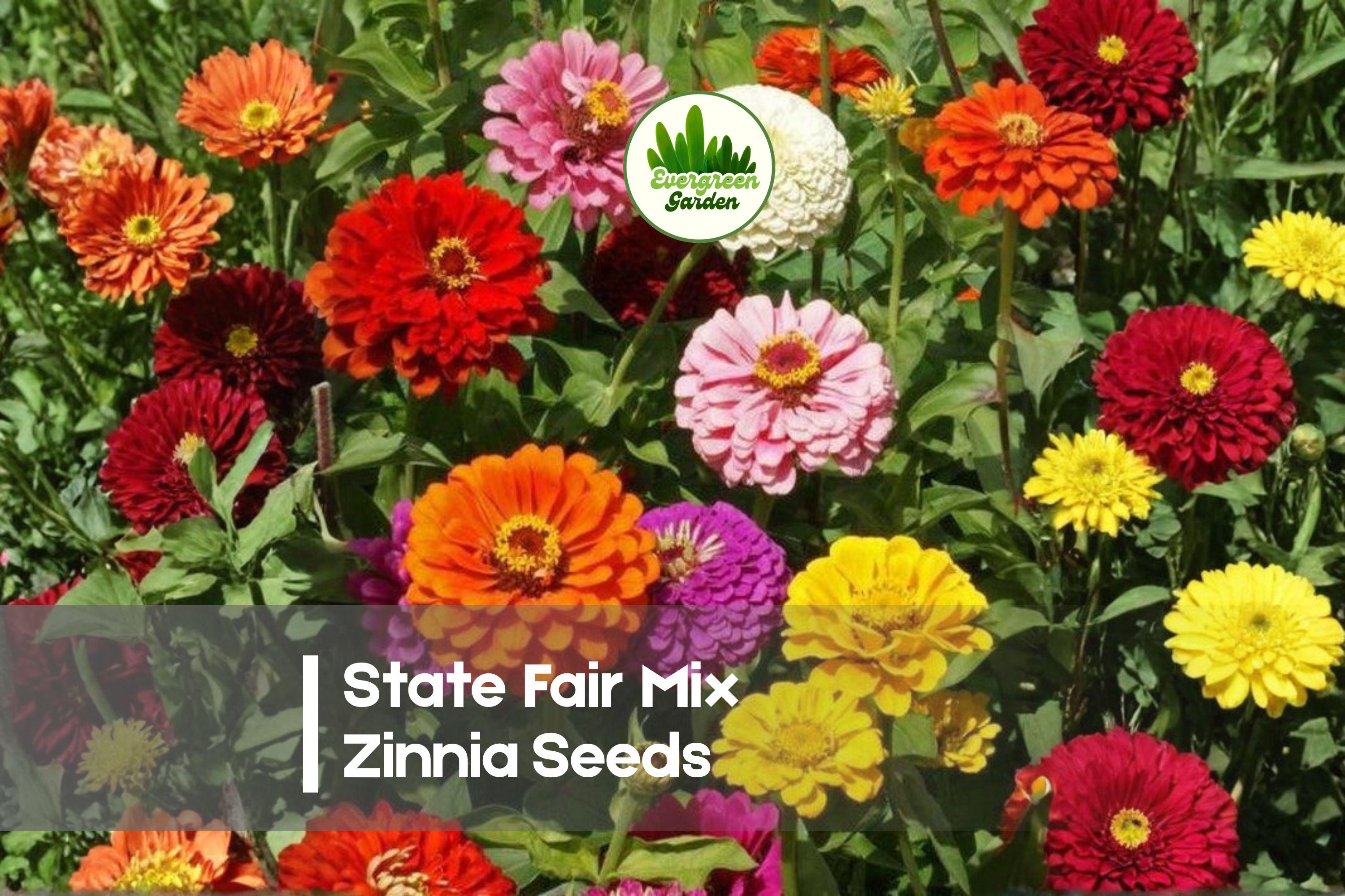 100 State Fair Mix Zinnia Seeds – Bright Colorful Flowers, Zinnia elegans, Annual, Pollinator & Cut Flower Garden Seeds