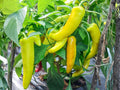 Hungarian Yellow Wax Pepper Seeds – Heirloom Banana Pepper for Garden Containers – Mild to Medium Heat, Bright Yellow, 25 Seeds