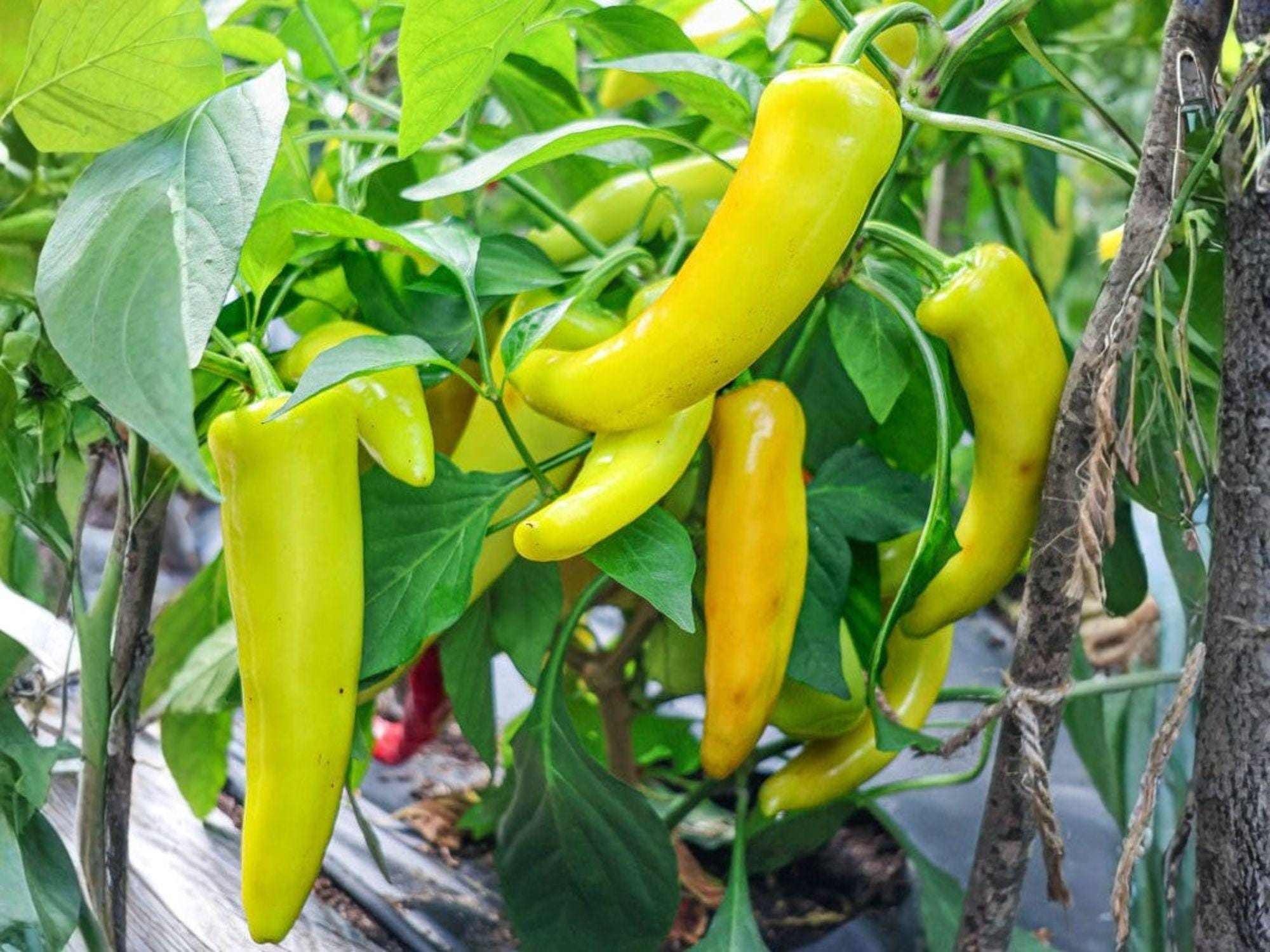 Hungarian Yellow Wax Pepper Seeds – Heirloom Banana Pepper for Garden Containers – Mild to Medium Heat, Bright Yellow, 25 Seeds