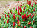 Thai Bird’s Eye Chili Seeds – Heirloom Pepper for Spicy Cooking, Container Growing, 25 Seeds, Capsicum annuum
