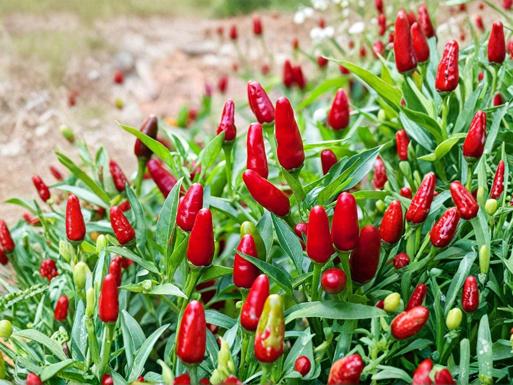 Thai Bird’s Eye Chili Seeds – Heirloom Pepper for Spicy Cooking, Container Growing, 25 Seeds, Capsicum annuum