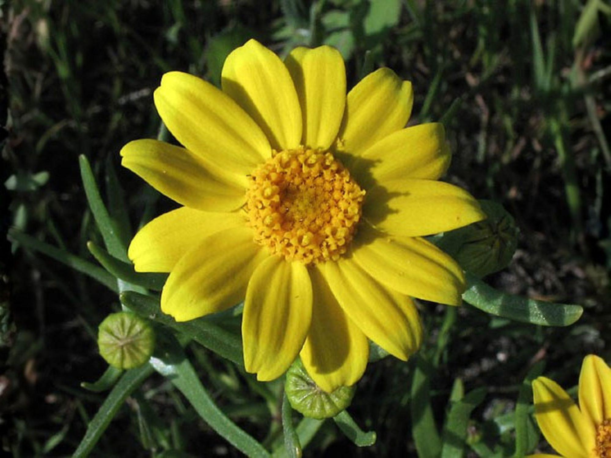 Lasthenia glabrata Seeds – Yellowray Goldfields Wildflower – Bright Yellow Spring Annual for Wildflower Gardens & Pollinator Habitats