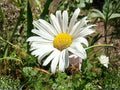 Daisy Seeds – 100 Wildflower Seeds for Garden, Cottage, Meadow & Pollinator Planting – White & Yellow Blooms, Hardy Perennial