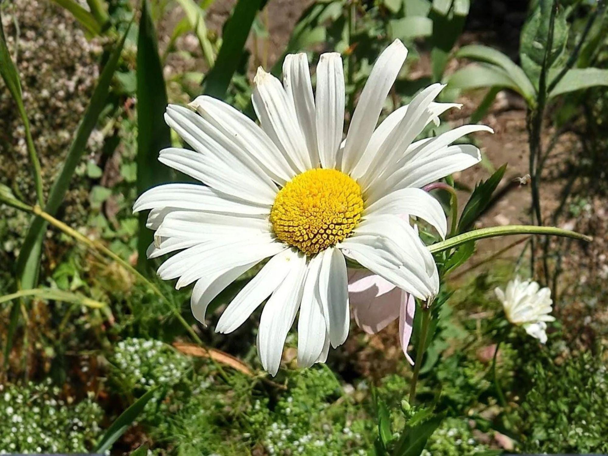 Daisy Seeds – 100 Wildflower Seeds for Garden, Cottage, Meadow & Pollinator Planting – White & Yellow Blooms, Hardy Perennial