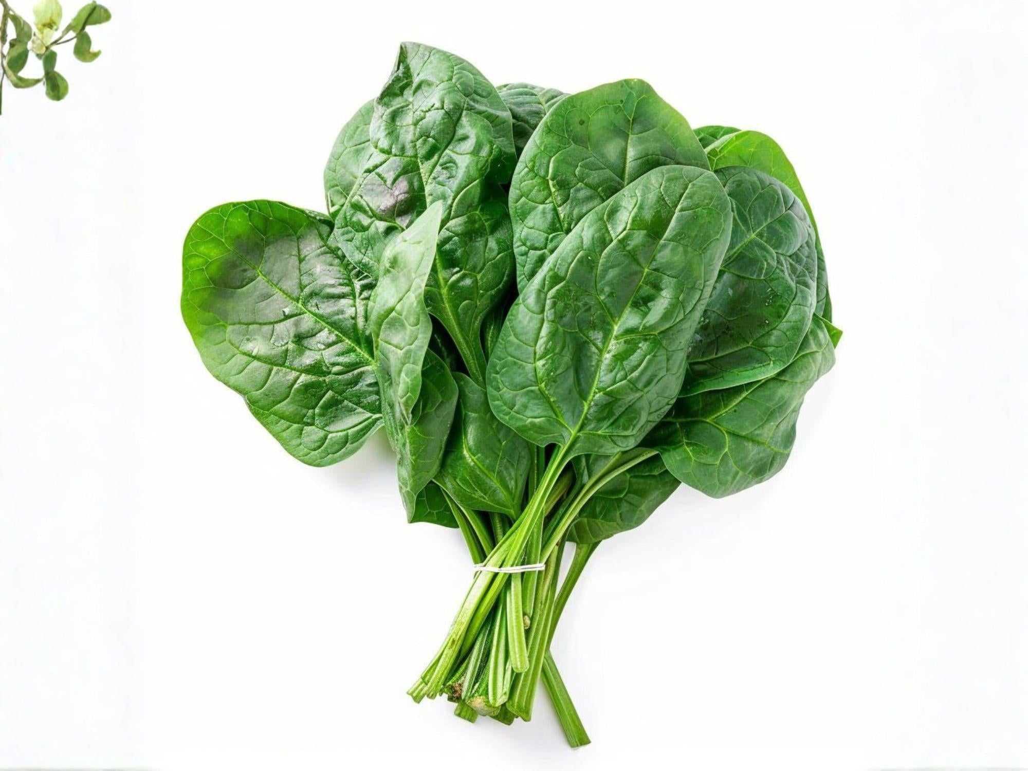 Viroflay Spinach Seeds – Heirloom French Large Leaf Vegetable, Tender Dark Green Leaves, Cool Weather Crop, 100 Seeds