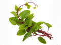 Red Stem Malabar Spinach Seeds – Heat Tolerant Climbing Green Vegetable (50 Seeds) – Basella rubra, Summer Garden Plant