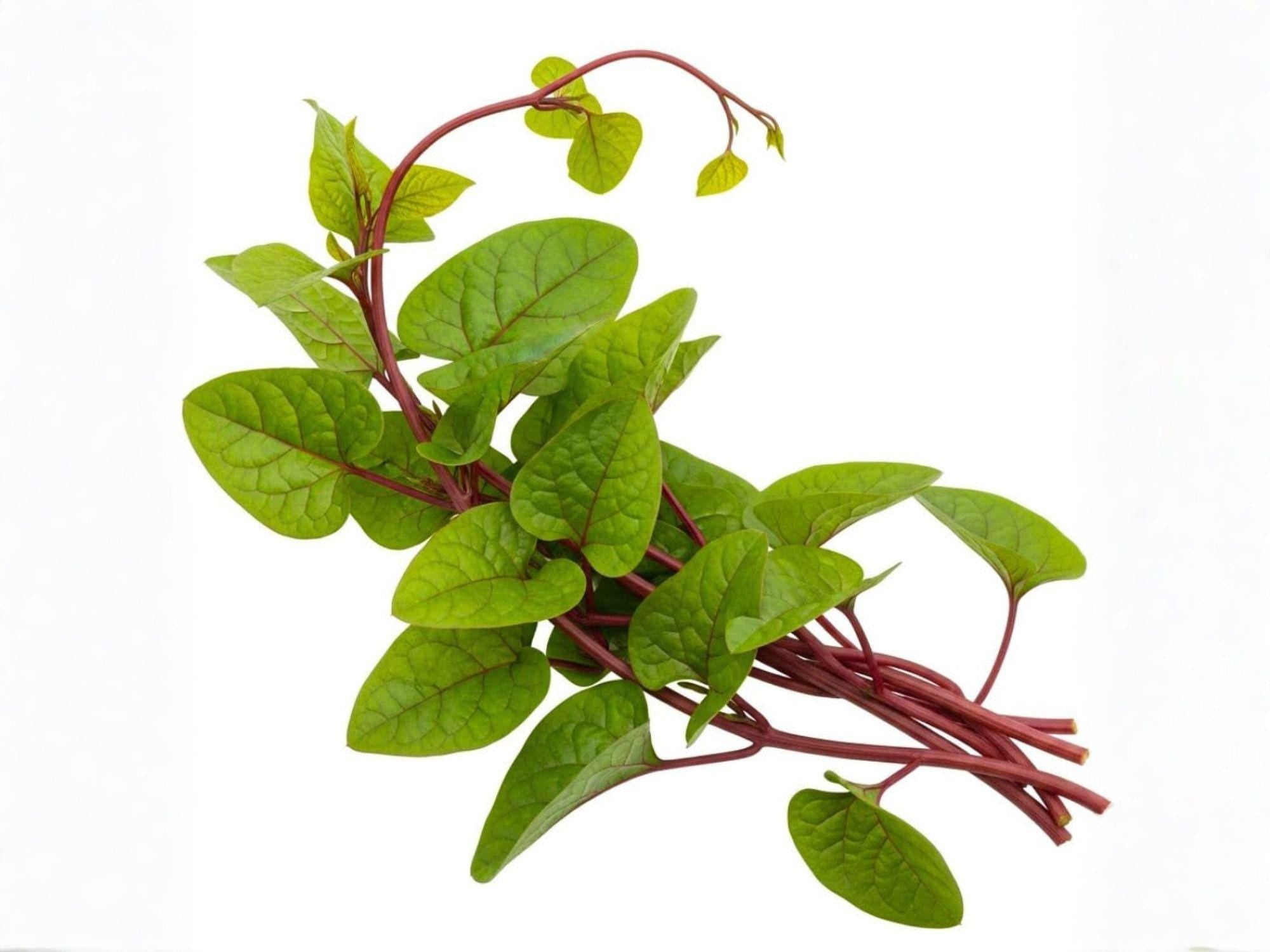 Red Stem Malabar Spinach Seeds – Heat Tolerant Climbing Green Vegetable (50 Seeds) – Basella rubra, Summer Garden Plant