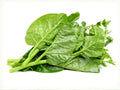 Green Malabar Spinach Seeds – Heat Tolerant Climbing Spinach for Summer Garden – Basella alba, Edible Vines, Tropical Vegetable Seeds