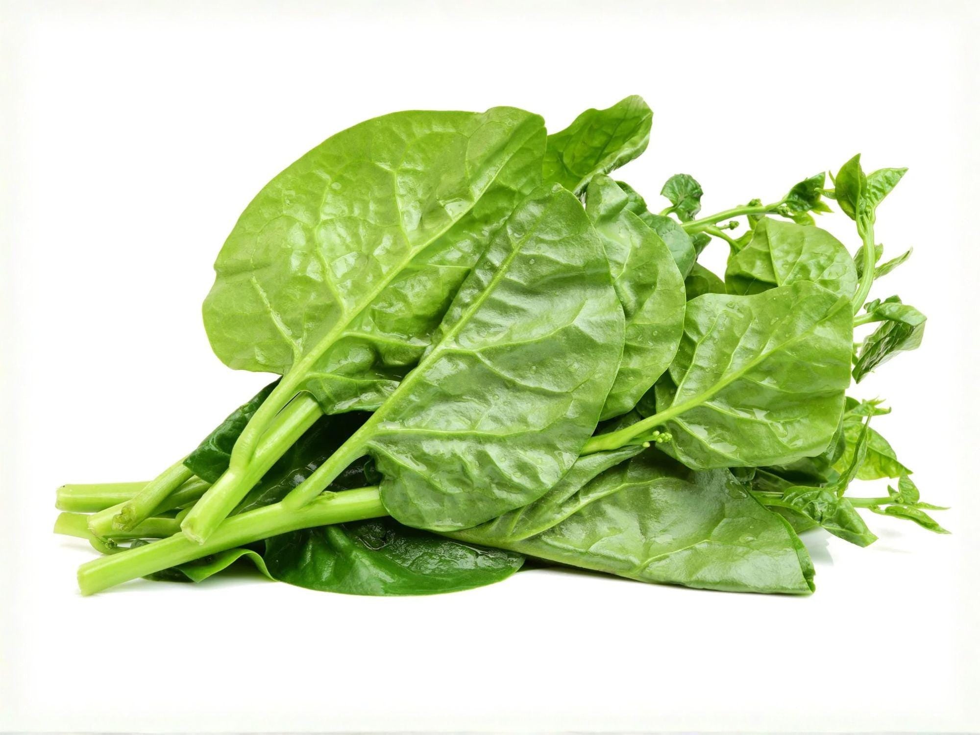 Green Malabar Spinach Seeds – Heat Tolerant Climbing Spinach for Summer Garden – Basella alba, Edible Vines, Tropical Vegetable Seeds