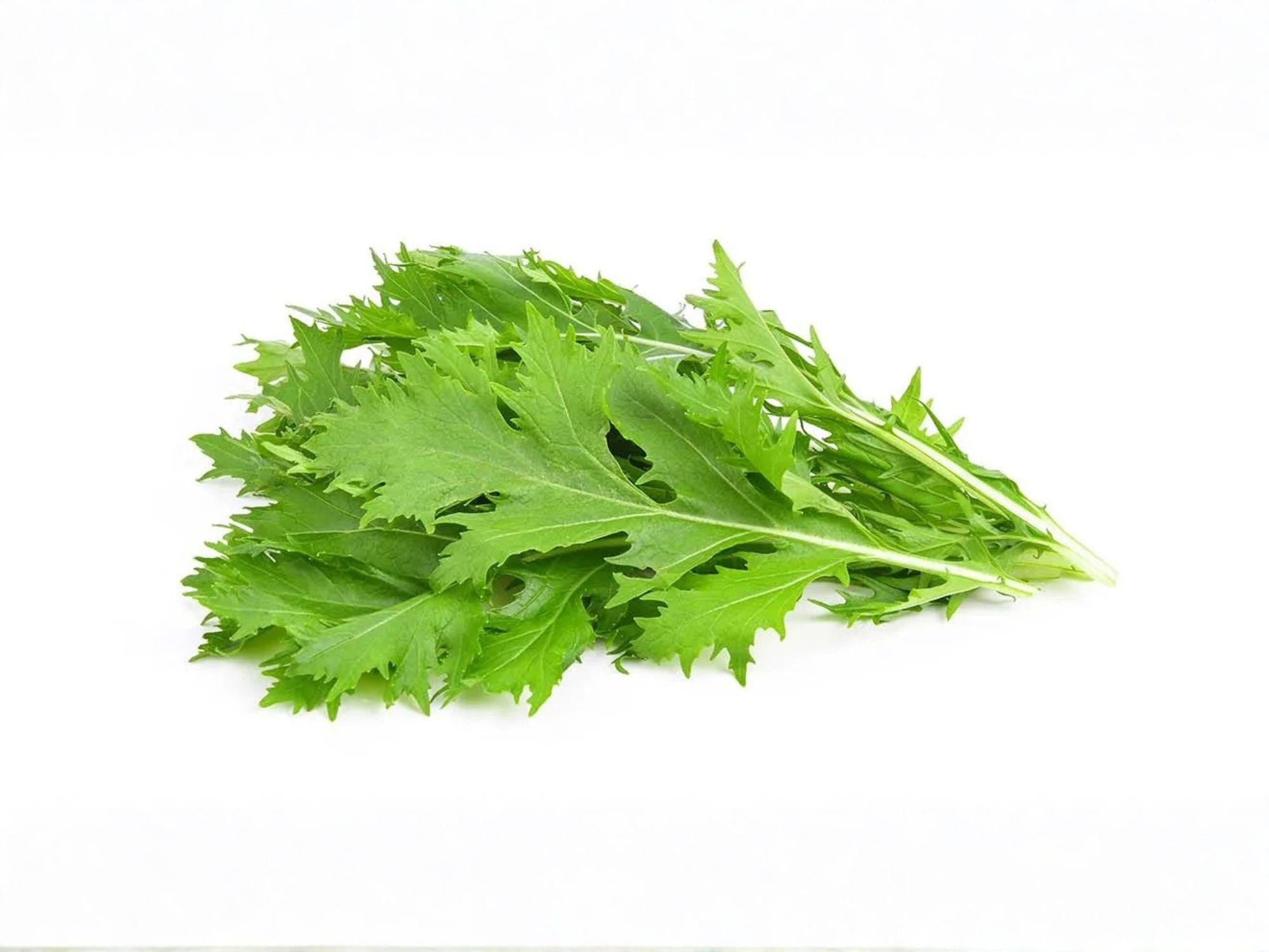 Mizuna Early Spinach Seeds – Heirloom Japanese Mustard Greens for Salad & Stir-Fry, 500 Seeds