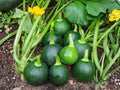 Round Zucchini Seeds – Heirloom Globe Summer Squash, Bush Type, 10 Seeds, Green, Tender, Full Sun, Container & Garden Cultivation