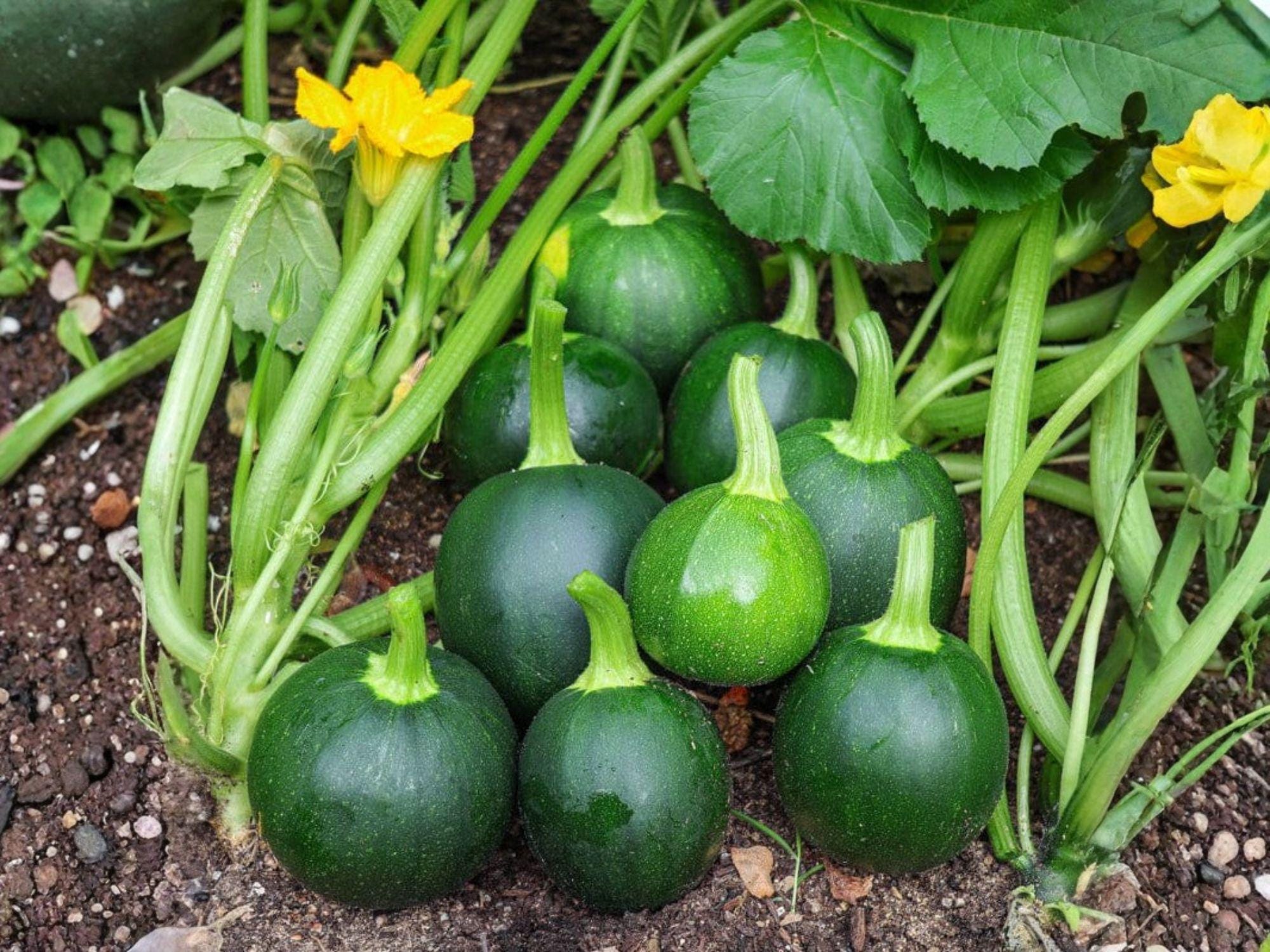 Round Zucchini Seeds – Heirloom Globe Summer Squash, Bush Type, 10 Seeds, Green, Tender, Full Sun, Container & Garden Cultivation