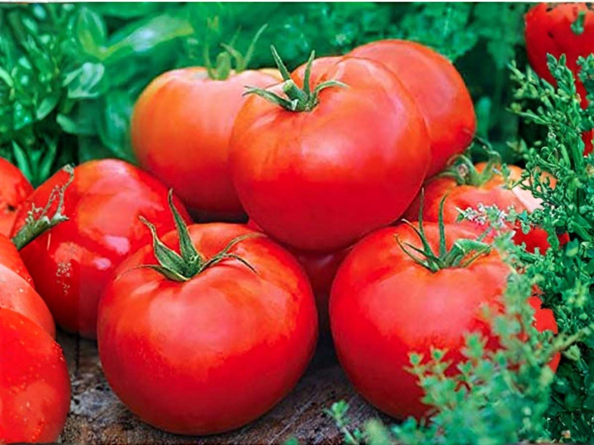 Ace 55 Tomato Seeds Heirloom Low Acid Red Vegetable, Determinate, 30 Seeds