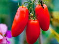 San Marzano Tomato Seeds – Indeterminate Heirloom Paste for Sauce & Canning – Authentic Italian Variety, Deep Red Plum, Rich Flavor