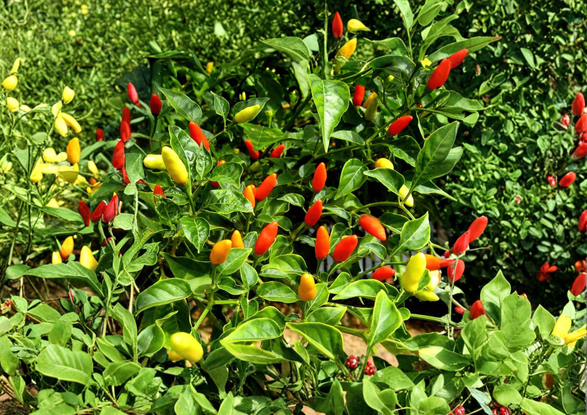 Tabasco Pepper Seeds – Heirloom, Hot, Small Upright Chili for Hot Sauce Garden, Capsicum frutescens