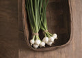 Blanco Duro Onion Seeds – Heirloom White Storage Onions for Garden Growing, Long-Day, Fresh & Cooking