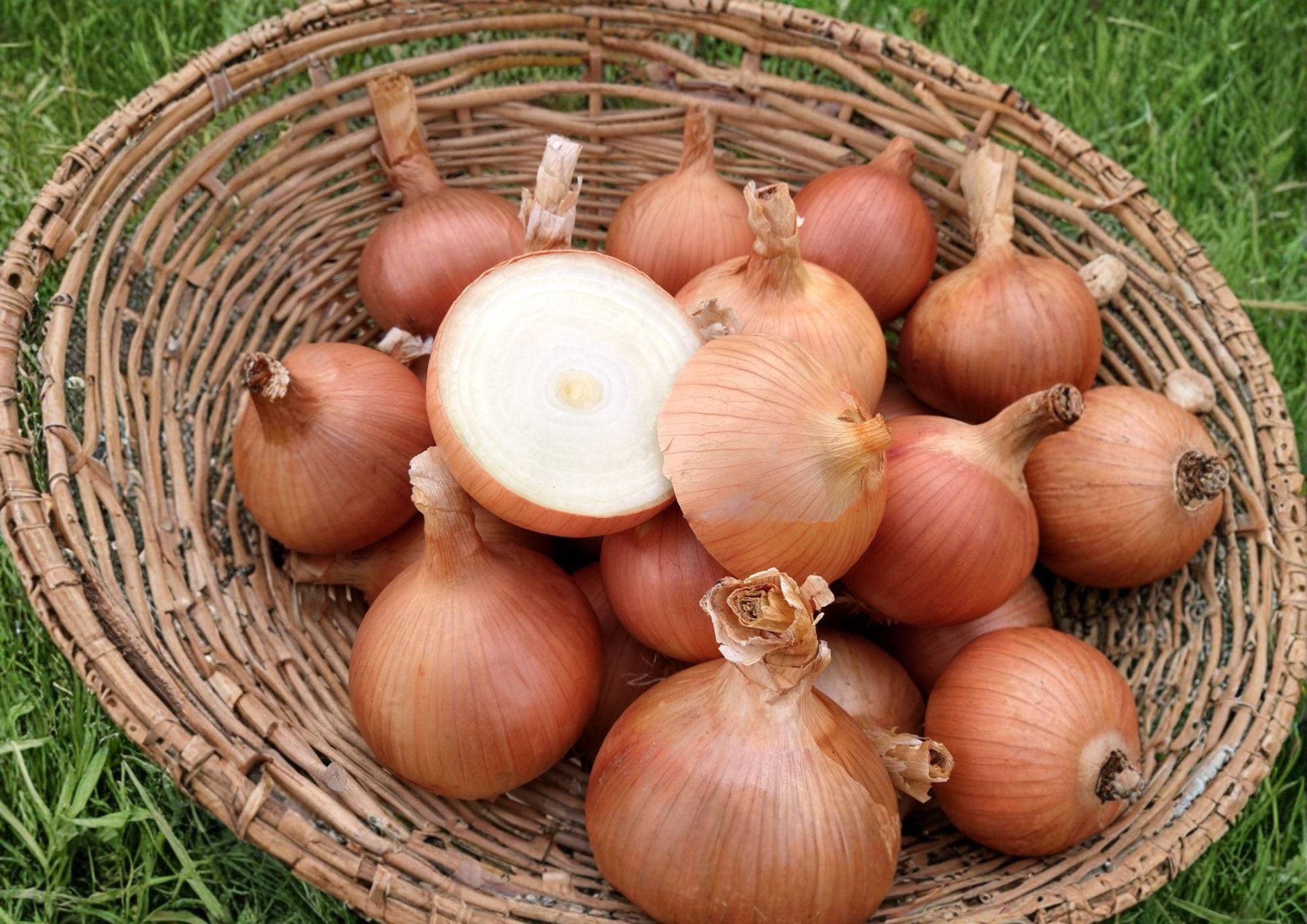 Sweet Spanish Colorado #6 Onion Seeds – Heirloom, Long Day, Yellow Globe Bulb, 50 Seeds for Vegetable Garden Growth