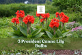 President Canna Lily Bulbs – Red Tropical Flowering Bulbs for Garden Beds & Borders – Canna indica