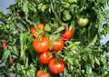 Rutgers Tomato Seeds – 30 Heirloom Slicing Vegetable Seeds for Bright Red, Firm Flesh, Classic Flavor, Solanum lycopersicum