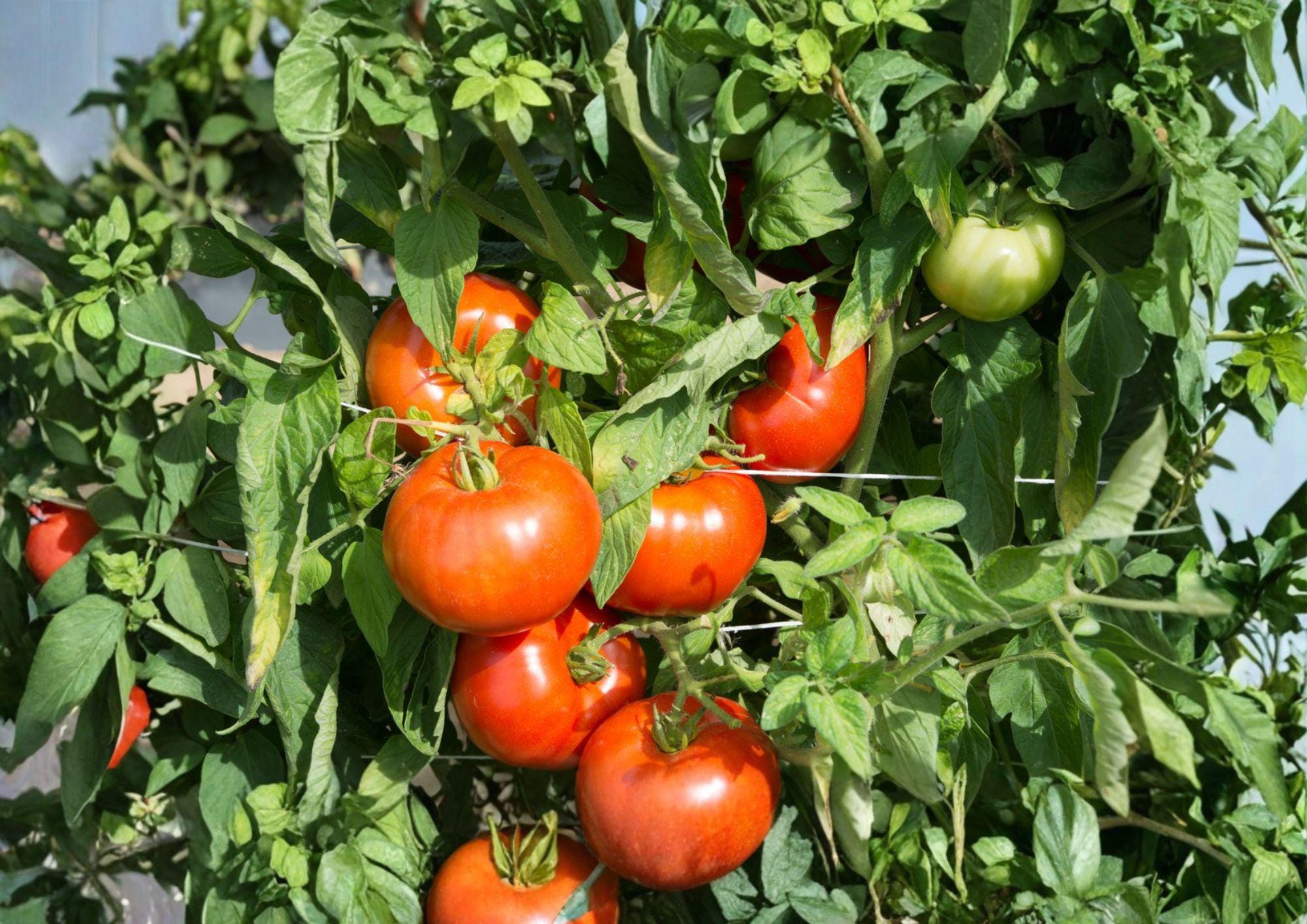 Rutgers Tomato Seeds – 30 Heirloom Slicing Vegetable Seeds for Bright Red, Firm Flesh, Classic Flavor, Solanum lycopersicum