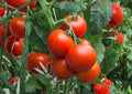 Super Sioux Heirloom Tomato Seeds – Red Slicing Variety, Heat Tolerant, Organic, Vegetable Seeds