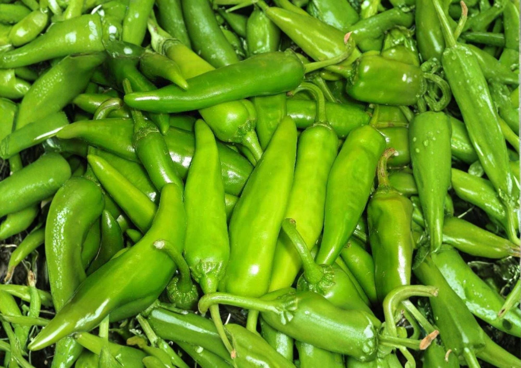 Lumbre Hot Pepper Seeds – 25 Heirloom Red Chili Seeds for Spicy Hot Sauce, Salsas, Drying, Garden & Container Growing