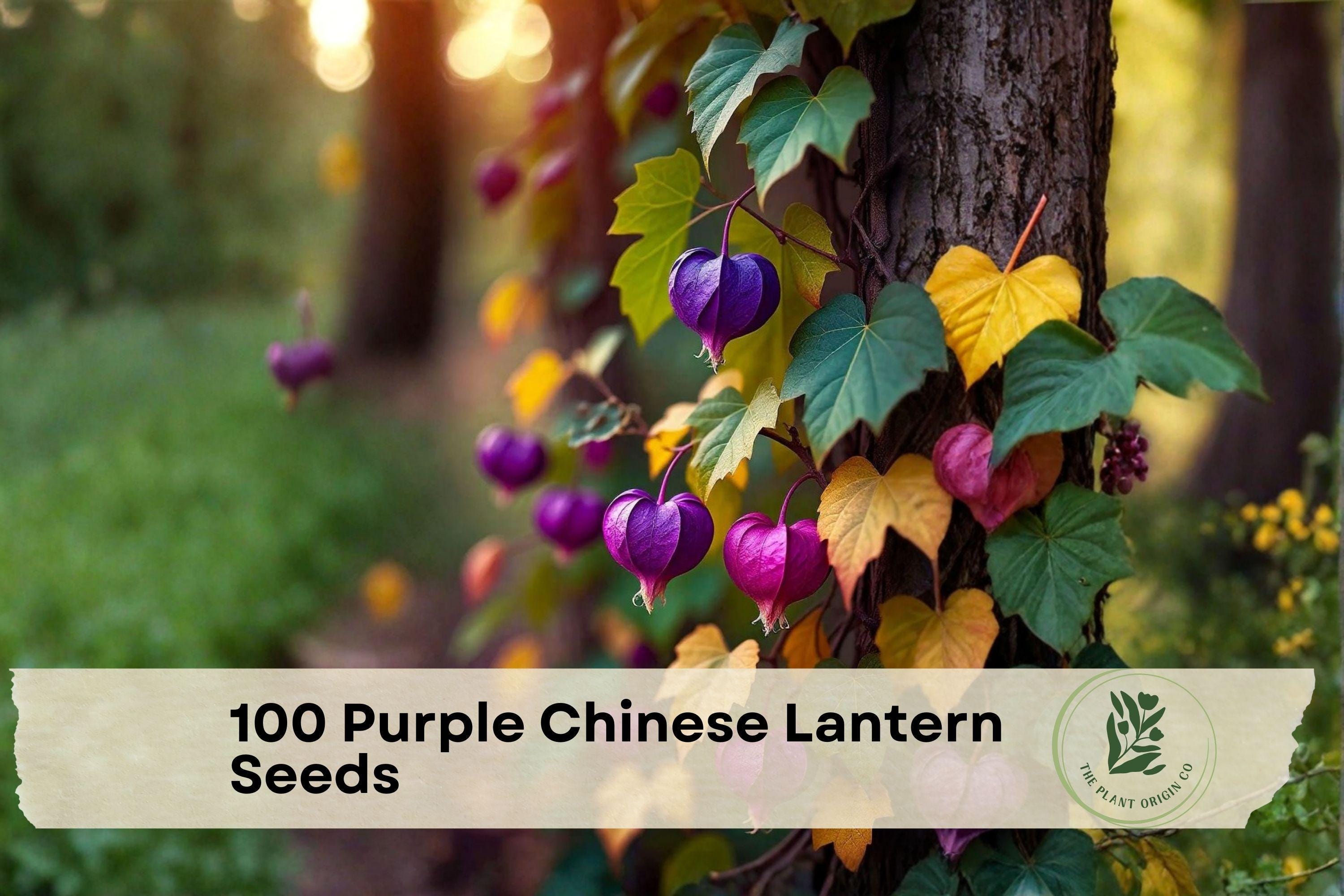 100 Purple Chinese Lantern Seeds - Physalis sp. | Ornamental & Edible Lantern-Shaped Fruits | Compact Annual Plant
