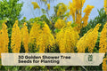 Golden Shower Tree Seeds – Cassia fistula, Ornamental Flowering Tree, Bright Yellow Cascading Blooms, Garden Landscape, 30 Seeds
