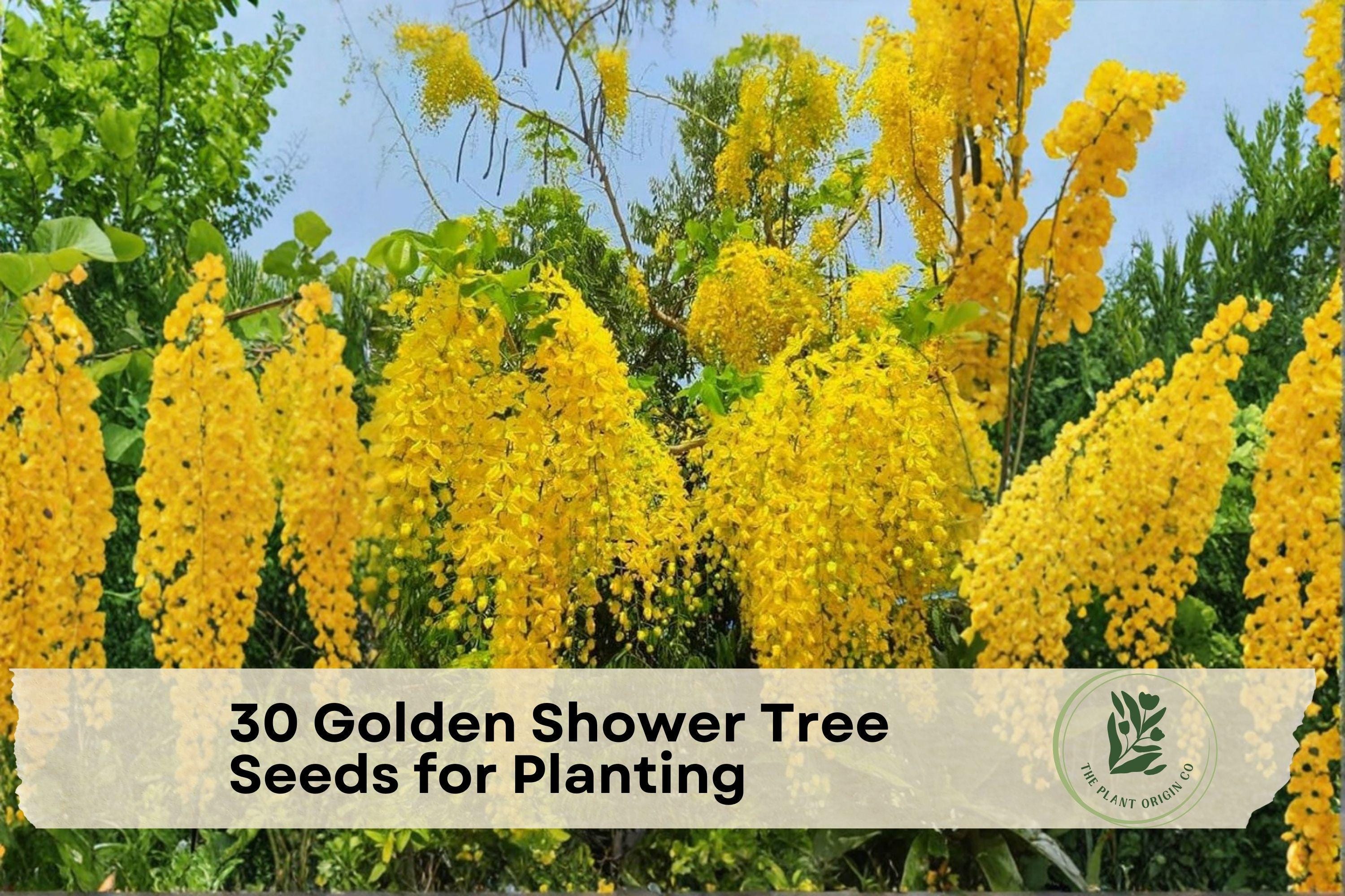 Golden Shower Tree Seeds – Cassia fistula, Ornamental Flowering Tree, Bright Yellow Cascading Blooms, Garden Landscape, 30 Seeds