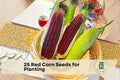 25 Red Corn Seeds - Bloody Butcher Heirloom Zea mays, Deep Red Kernels, Ornamental and Edible Crop