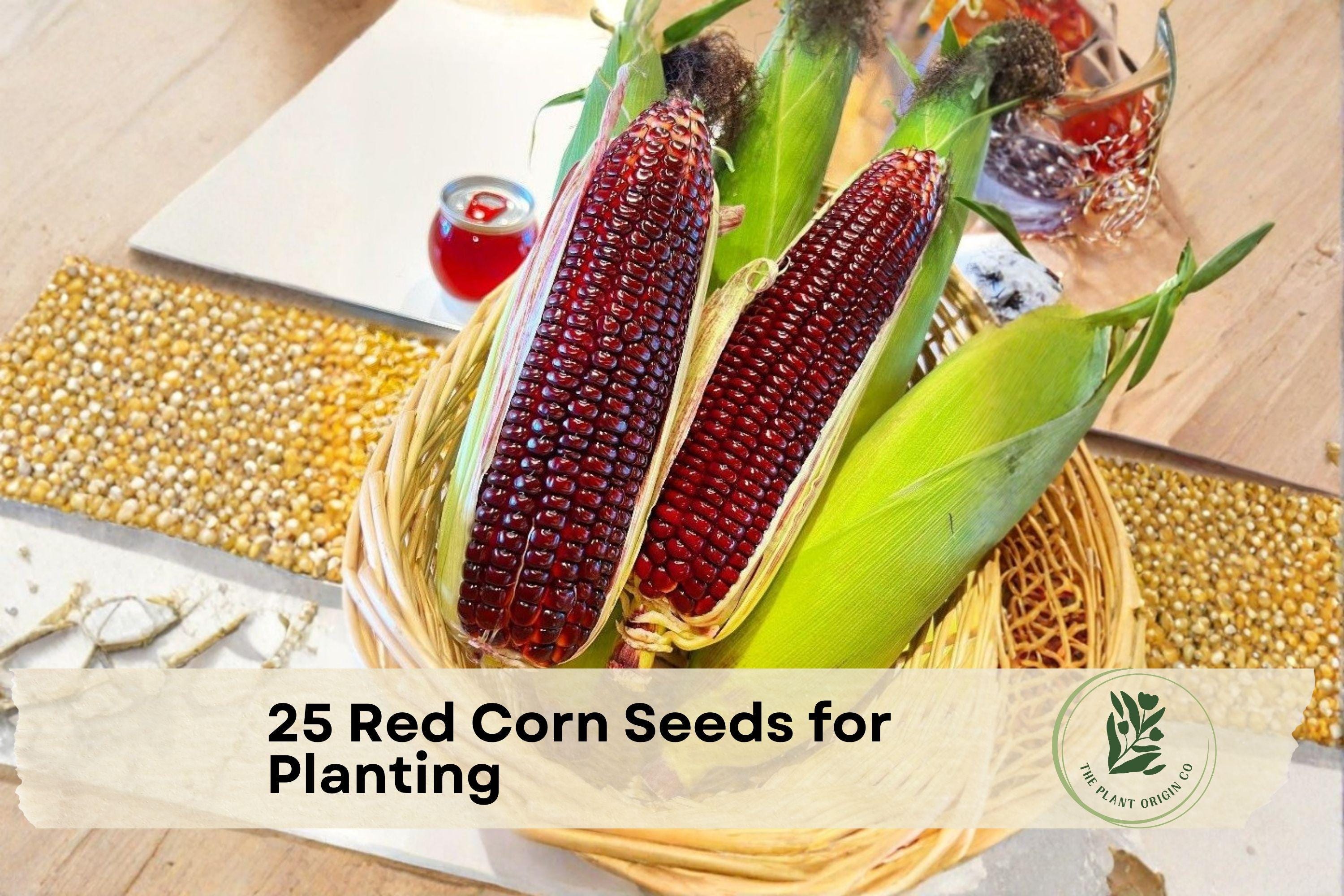 25 Red Corn Seeds - Bloody Butcher Heirloom Zea mays, Deep Red Kernels, Ornamental and Edible Crop
