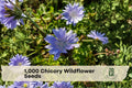 1000 Chicory Wildflower Seeds - Blue Cichorium intybus Pollinator-Friendly Perennial for Gardens & Wildflower Meadows