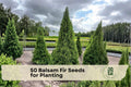 Balsam Fir Seeds for Planting – Abies balsamea Evergreen Conifer Tree, Pyramidal Shape, Dark Green Needles, Fragrant, 50 Seeds