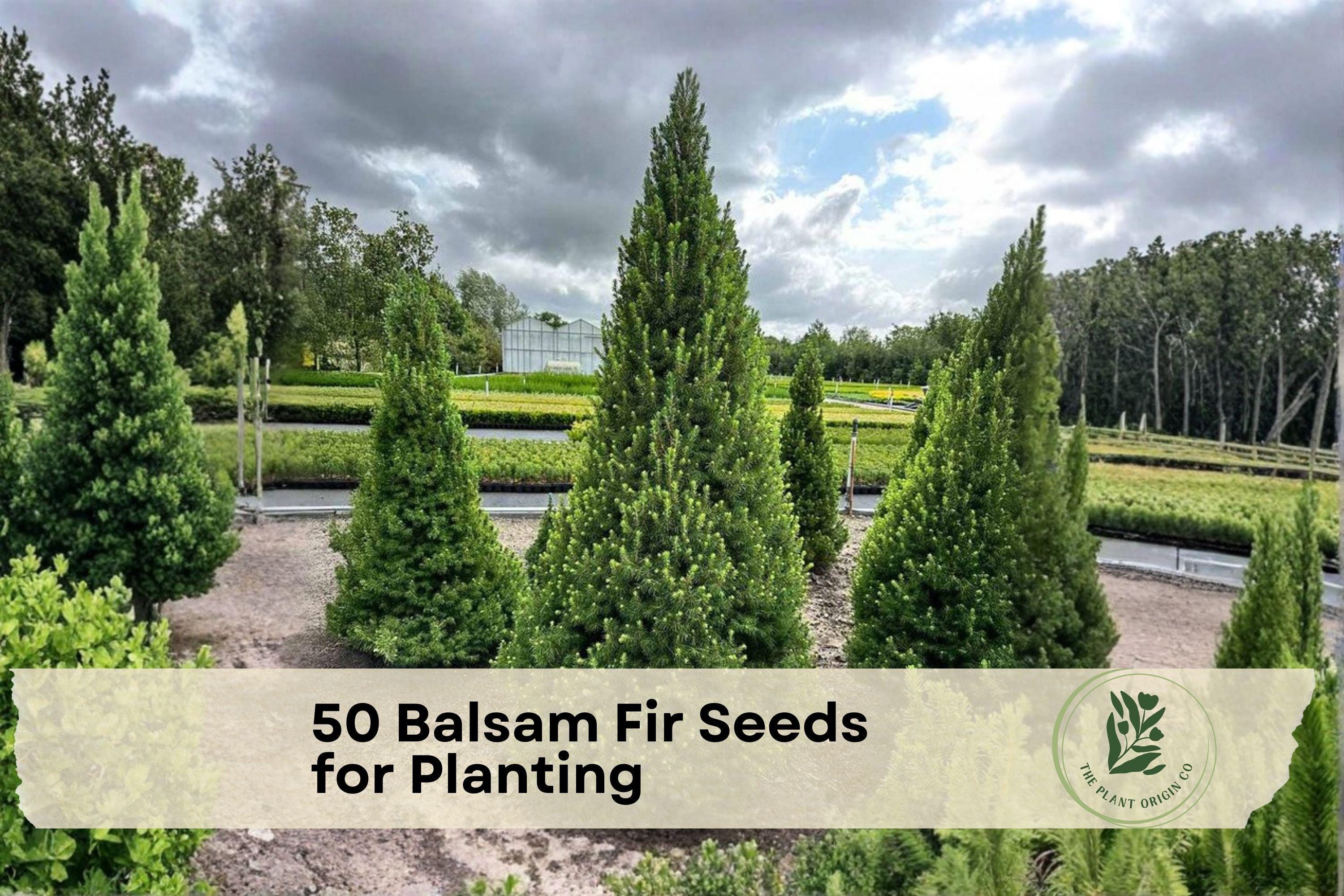 Balsam Fir Seeds for Planting – Abies balsamea Evergreen Conifer Tree, Pyramidal Shape, Dark Green Needles, Fragrant, 50 Seeds