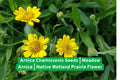 Arnica Chamissonis Seeds | Meadow Arnica Wildflower Seeds for Wetlands & Prairie Gardens | Native North American Perennial