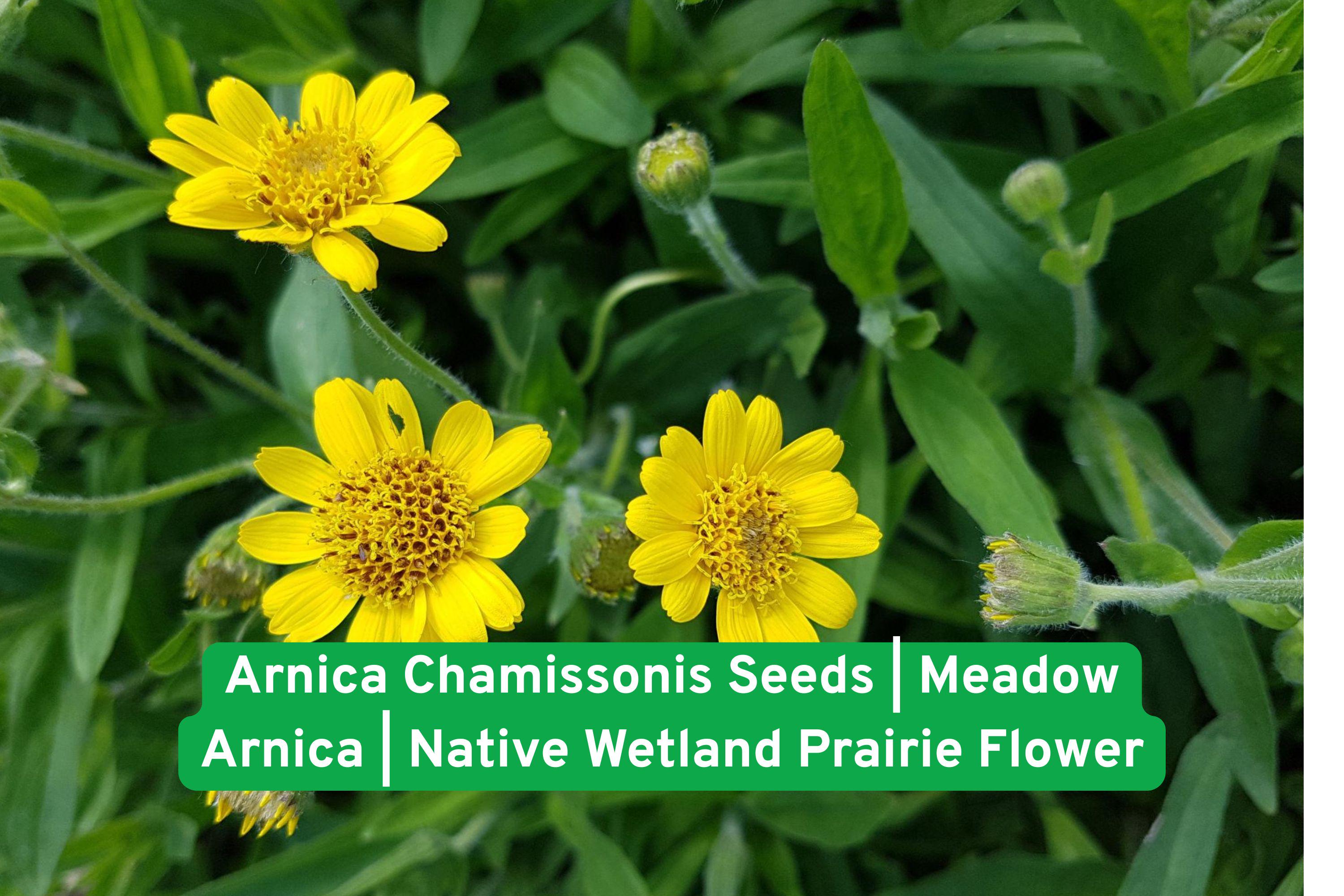 Arnica Chamissonis Seeds | Meadow Arnica Wildflower Seeds for Wetlands & Prairie Gardens | Native North American Perennial