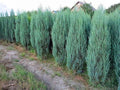 Rocky Mountain Juniper Seeds - Heirloom Evergreen Tree for Garden Planting - Juniperus scopulorum, Non-GMO, Open-Pollinated
