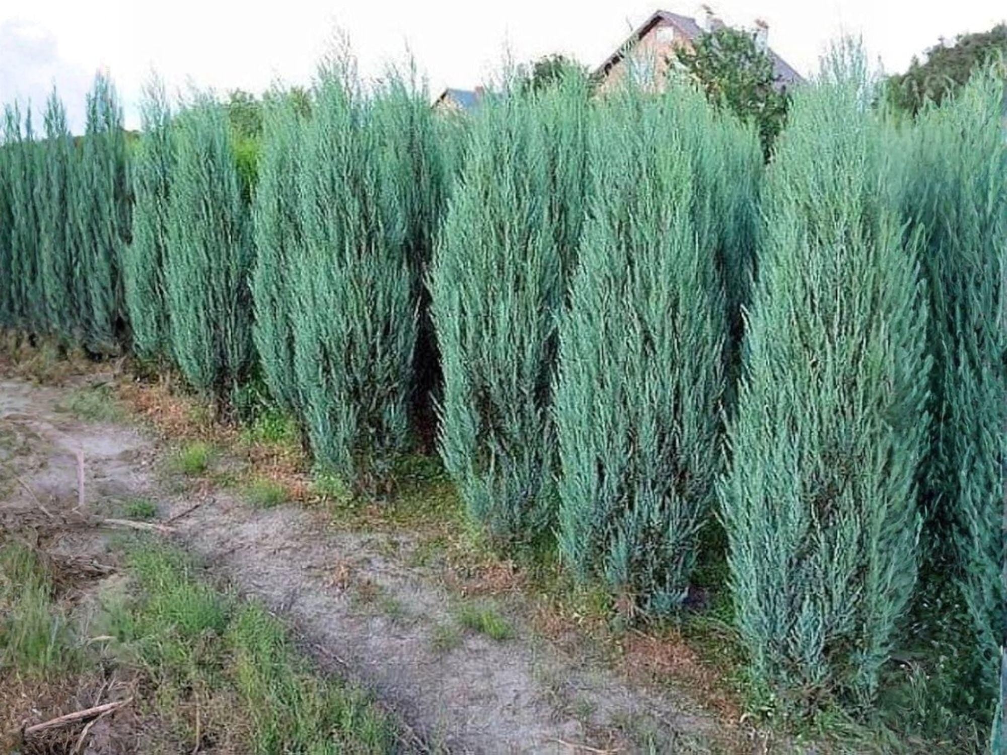 Rocky Mountain Juniper Seeds - Heirloom Evergreen Tree for Garden Planting - Juniperus scopulorum, Non-GMO, Open-Pollinated