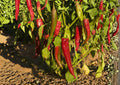 Ms. Junie Hot Pepper Seeds – 50 Heirloom Vegetable Seeds for Spicy Sauces, Salsas & Cooking