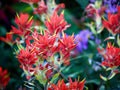 Northwestern Indian Paintbrush Seeds – Heirloom Non-GMO Native Wildflower, Castilleja angustifolia var. dubia, Prairie & Wildflower Garden Planting